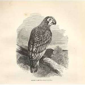  Green Parrot 1862 WoodS Natural History Birds