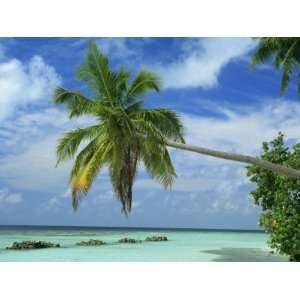  Palm Tree on the Tropical Island of Nakatchafushi in the 