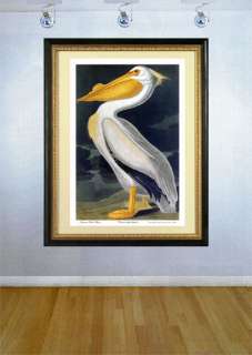Audubon White Pelican HUGE Fine Art Folio Edition  