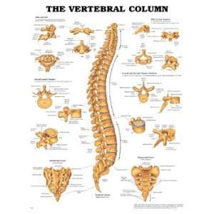 Anatomical Charts   The Vertebral Column  Industrial 