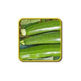  1 Oz Summer Squash Seeds   Dark Green Zucchini Bulk 