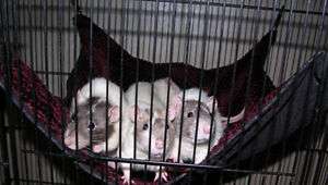 Pet Rat Hammock,Ferret, Rabbit, Chinchilla,Cat, 5 Sizes  