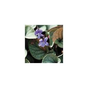  Viola walteri Silver Gem Perennial Plant Patio, Lawn 