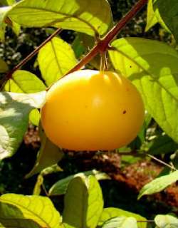 LIVE Eugenia stipitata Seeds Araca Boi RARE Fruit Tree ARAZA Guayaba 