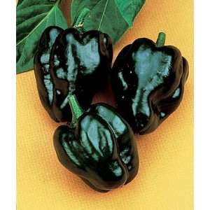  Pepper, Hot Poblano (Ancho) 1 Pkt. (100 seeds) Patio 