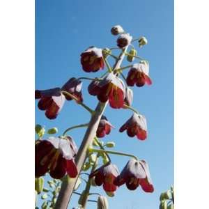  Fritillaria persica   Persian Fritillary   15 per Box 