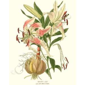 Botanical Flower Print Showy Lily   Lilium speciosum  