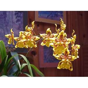  Odontocidium Tiger Crow orchid in spike now Patio, Lawn & Garden