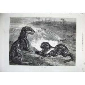  1871 Fine Art Nature Otters River Fish Bird Country