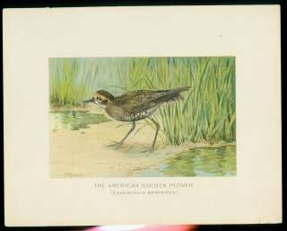 1902 RIDGEWAY BIRD Folio Litho ~ AMERICAN GOLDEN PLOVER  