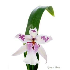 Orchideen Wandbild Orchidee mit Blatt als Kunstdruck / Fotoprint im 