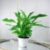 Zimmerpflanze Spathiphyllum, Einblatt, Die Ideale, luftreinigende 