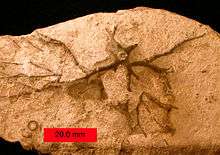 RARE Crinoid Fossil Stem Sea Life Educational Specimens MOROCCO LOT 3 