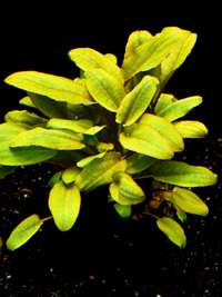 Wasserkelche sind empfehlenswerte und beliebte Aquarienpflanzen. Sie 