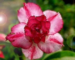 Adenium Obesum Desert Rose SIAM PINK 100 Seeds  
