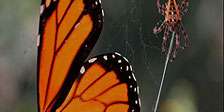 Die Reise des Schmetterlings   Das Geheimnis des Monarchfalters 