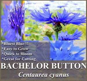 BACHELOR BUTTON DWARF BLUE Flower Seeds ~TRUE BLUE *SU*  