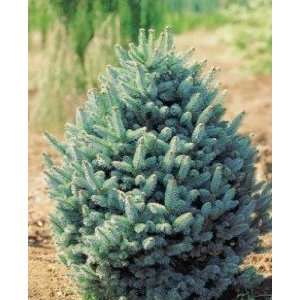  Dwarf Blue Subalpine Fir Tree, Two Gallon Container by 