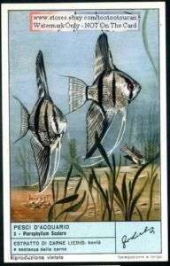 Tropical Aquarium Fish   Set Of 6 NICE c50 Y/O Cards  