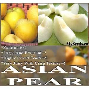   Chinese KOREAN Asian Sand Pear TREE SEEDS Patio, Lawn & Garden