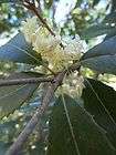 Coral Bark Japanese Maple, Bottlebrush Buckeye Aesculus parviflora 