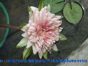 RARE 2 plant bulb Jongkolnee water lily lotus FreeDoc  