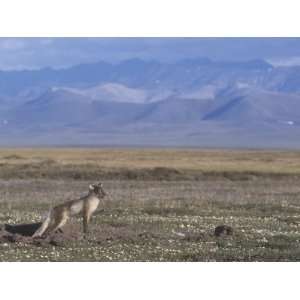  Arctic Fox at its Den on the Summer Arctic Tundra (Alopex 
