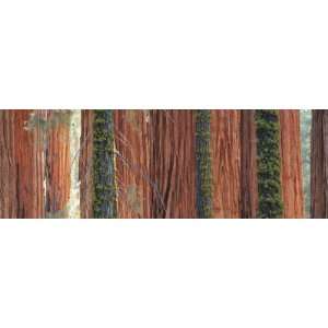  Giant Sequoia Trees in a Forest, Sequoia National Park 