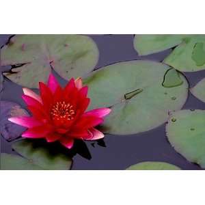    Water Lily 20 Seeds   Nymphaea   Mixed Colors Patio, Lawn & Garden