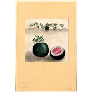 1800 Japanese Print . Watermelon with plant growing in the 