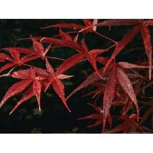 Japanese Maple Tree (Acer Palmatum), Leaves Covered with Dew National 