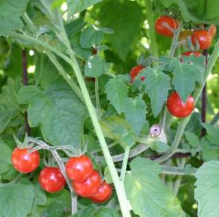 0007 currant cherry tomato 800 red vegetable seeds bulk  