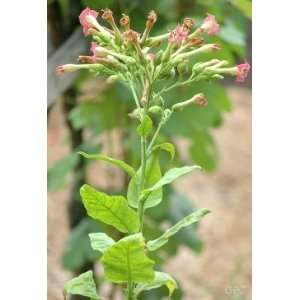    20 Heirloom Jasmine Tobacco Plant Seeds Patio, Lawn & Garden