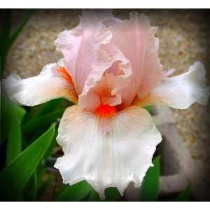  Pagan Pink Tall Bearded Iris Rhizome Iridaceae 1 Bulb 